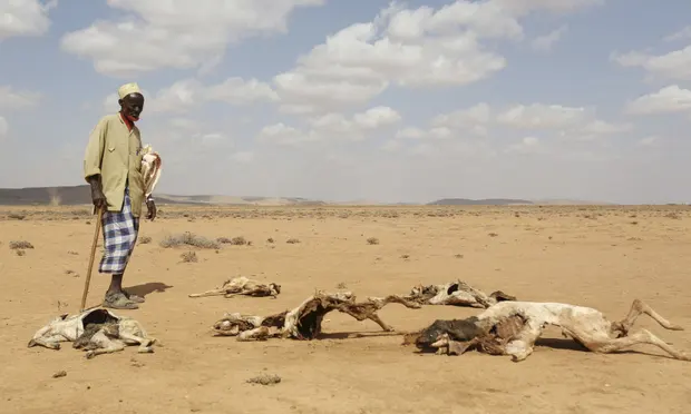 A man looks at the carcasses of animals that died due to an El Niño-related drought in southern Hargeisa, Somaliland, in April 2016. Photograph: Feisal Omar/Reuters